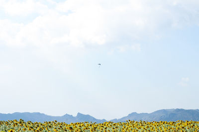 Birds flying in the sky