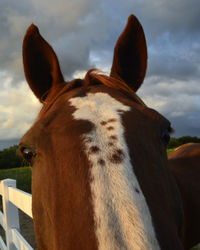 Close-up of a horse against sky