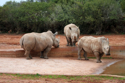 Three white rhinoceros, ceratotherium simum, standing together