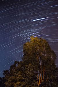 Low angle view of trees against star field