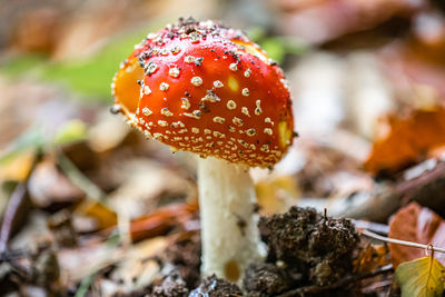 Close-up of fly agaric mushroom on field