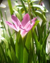 Close-up of pink flowers