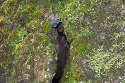 Close-up of moss growing on tree trunk
