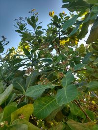 Low angle view of tree against sky