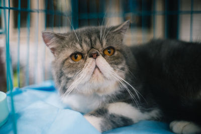 Portrait of cat relaxing on bed