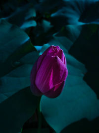 Close-up of pink water lily