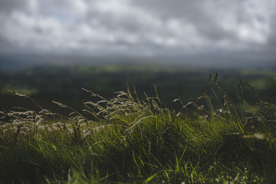 Close-up of grass on field against sky