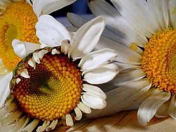 Close-up of yellow flower