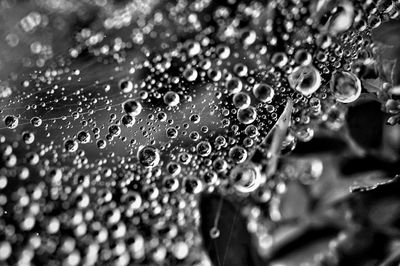 Close-up of water drops on leaf