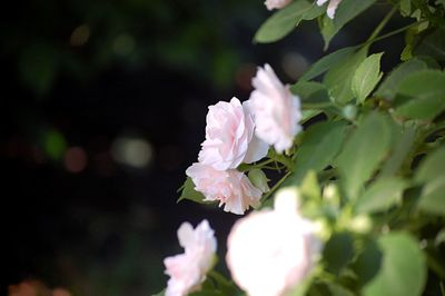 Close-up of pink flowers