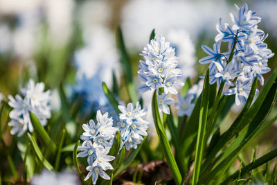 Close-up of white flowering plant