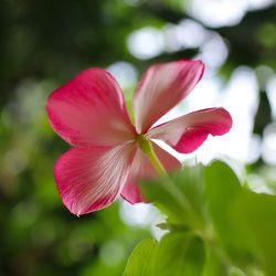 Close-up of pink flowering plant