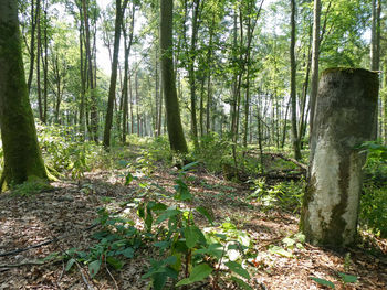 Trees growing in forest