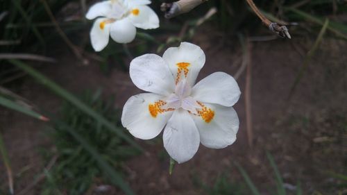 Close-up of flower against blurred background