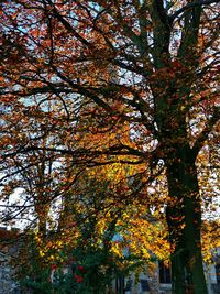 Low angle view of autumnal trees against sky