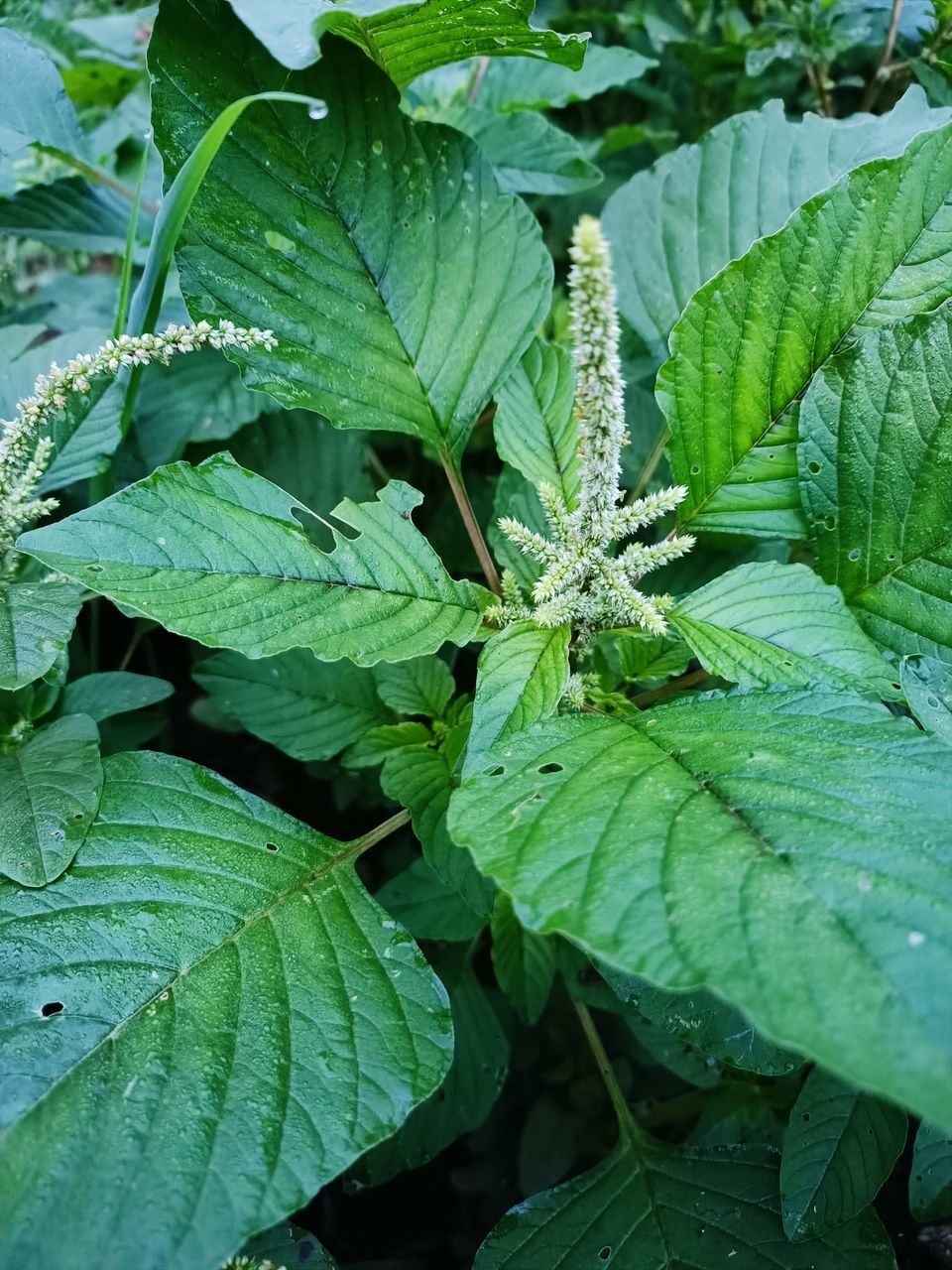 CLOSE-UP OF FRESH GREEN LEAVES ON PLANT