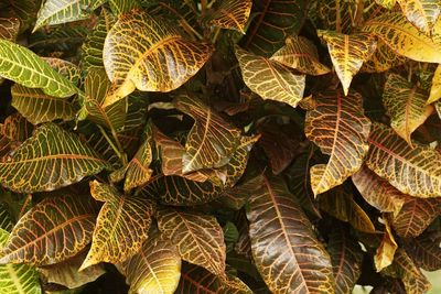 Full frame shot of leaves