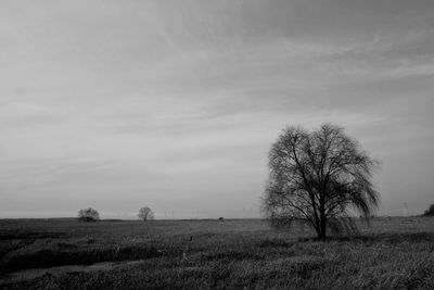 Trees on farm against sky