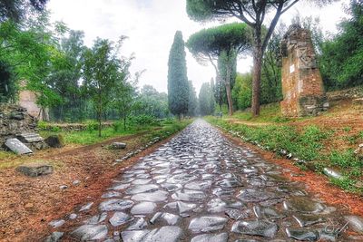 Footpath amidst trees