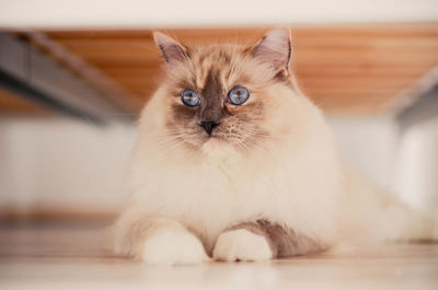 Close-up of cat sitting on floor