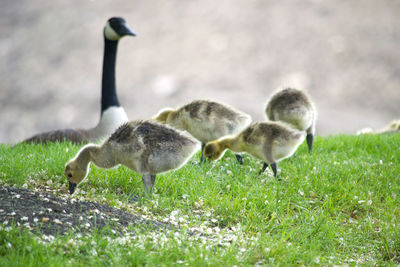 Geese on field