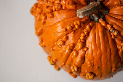 Close-up of pumpkin over white background