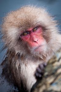 Close-up portrait of monkey