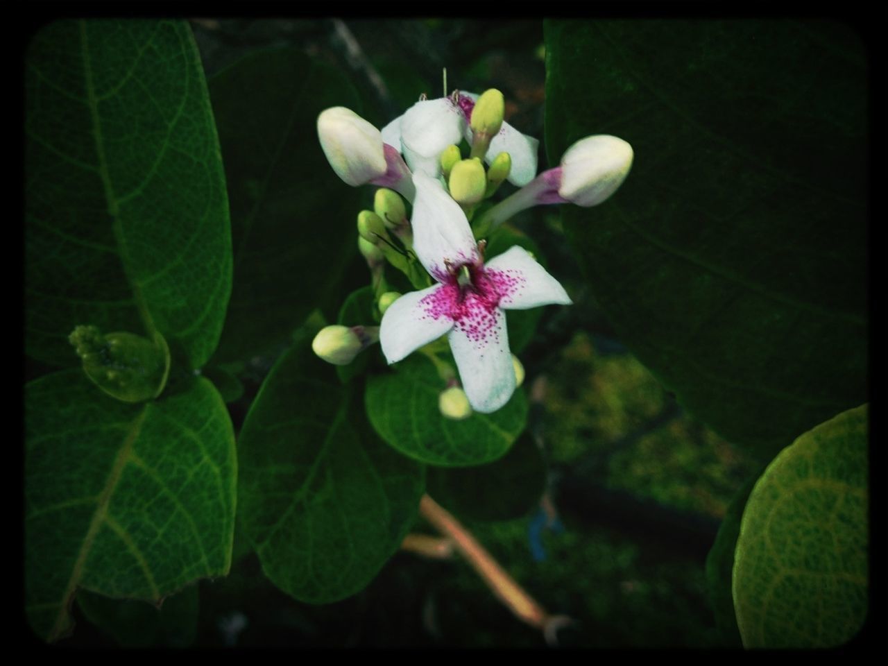 flower, freshness, growth, petal, fragility, transfer print, leaf, beauty in nature, flower head, close-up, nature, blooming, plant, auto post production filter, focus on foreground, green color, blossom, in bloom, park - man made space, white color