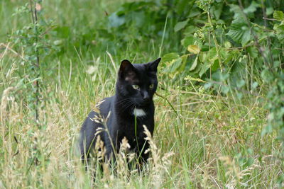 Portrait of black cat on land
