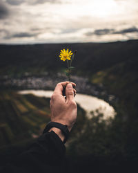 Hand holding yellow flowering plant