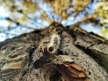 Close-up of lizard on tree trunk