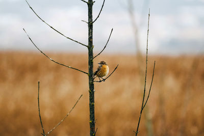 Bird perching on dried plant 