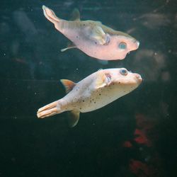 Close-up of fish swimming in sea