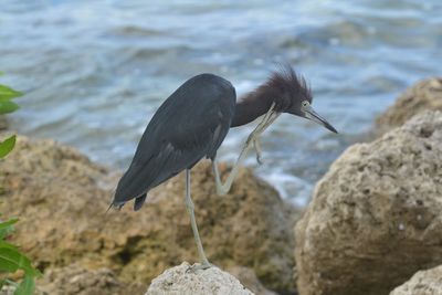 Bird perching on rock