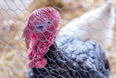 Close-up of bird in cage