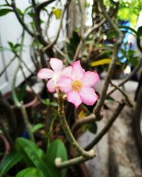 Close-up of pink flowering plant