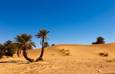 Palm in the desert oasis morocco sahara africa dune