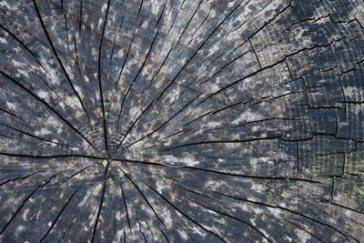 Full frame shot of tree stump