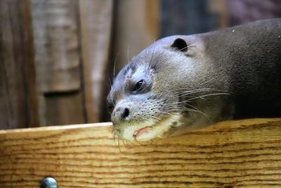 Close-up of an animal