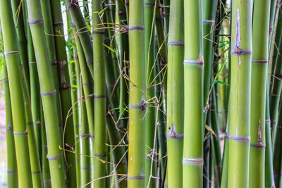 Detail shot of bamboo plants