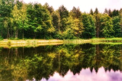 Scenic view of lake by trees in forest