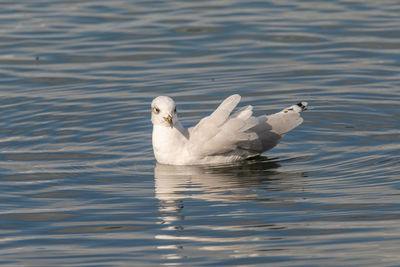 Swan swimming in lake