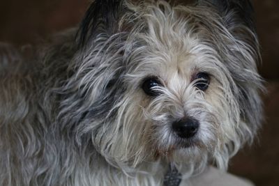 Close-up portrait of dog