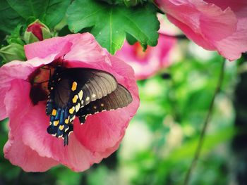 Close-up of butterfly pollinating on pink flower