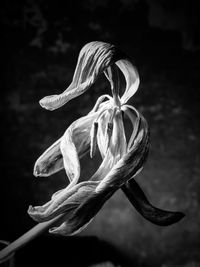 Close-up of wilted flower