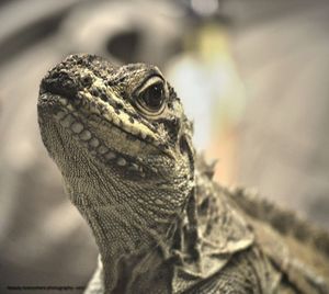 Close-up portrait of lizard