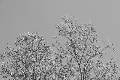 Low angle view of blooming tree against clear sky