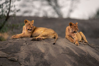 Lioness looking away