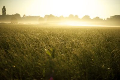 Scenic view of field against sky during sunset