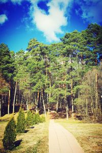 Trees against sky